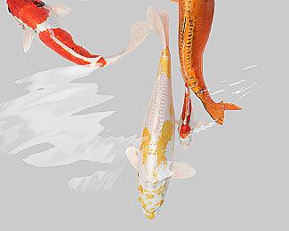 日本玩家批评《浪人崛起》西方媒体打分太低 不了解当时的历史和文化